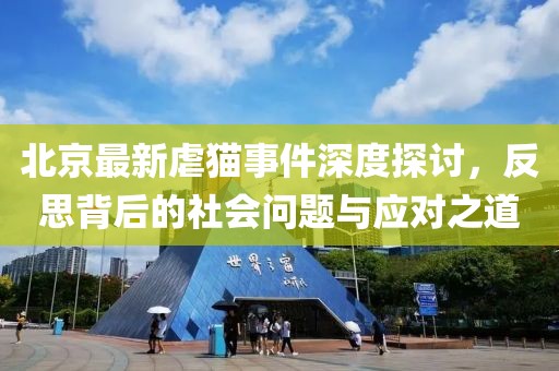 北京最新虐貓事件深度探討，反思背后的社會問題與應對之道