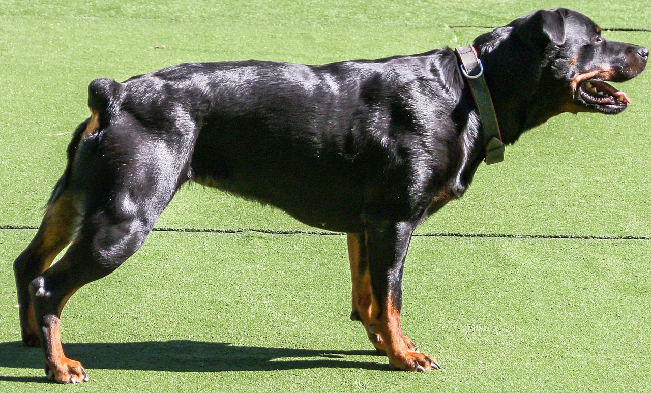 警花與警犬，鐵血女警與忠誠犬的動人故事
